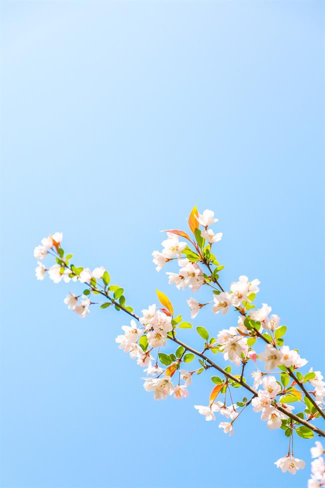 春景1F9A2018.jpg