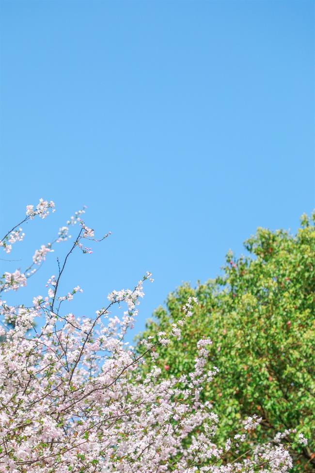 春景1F9A2029.jpg